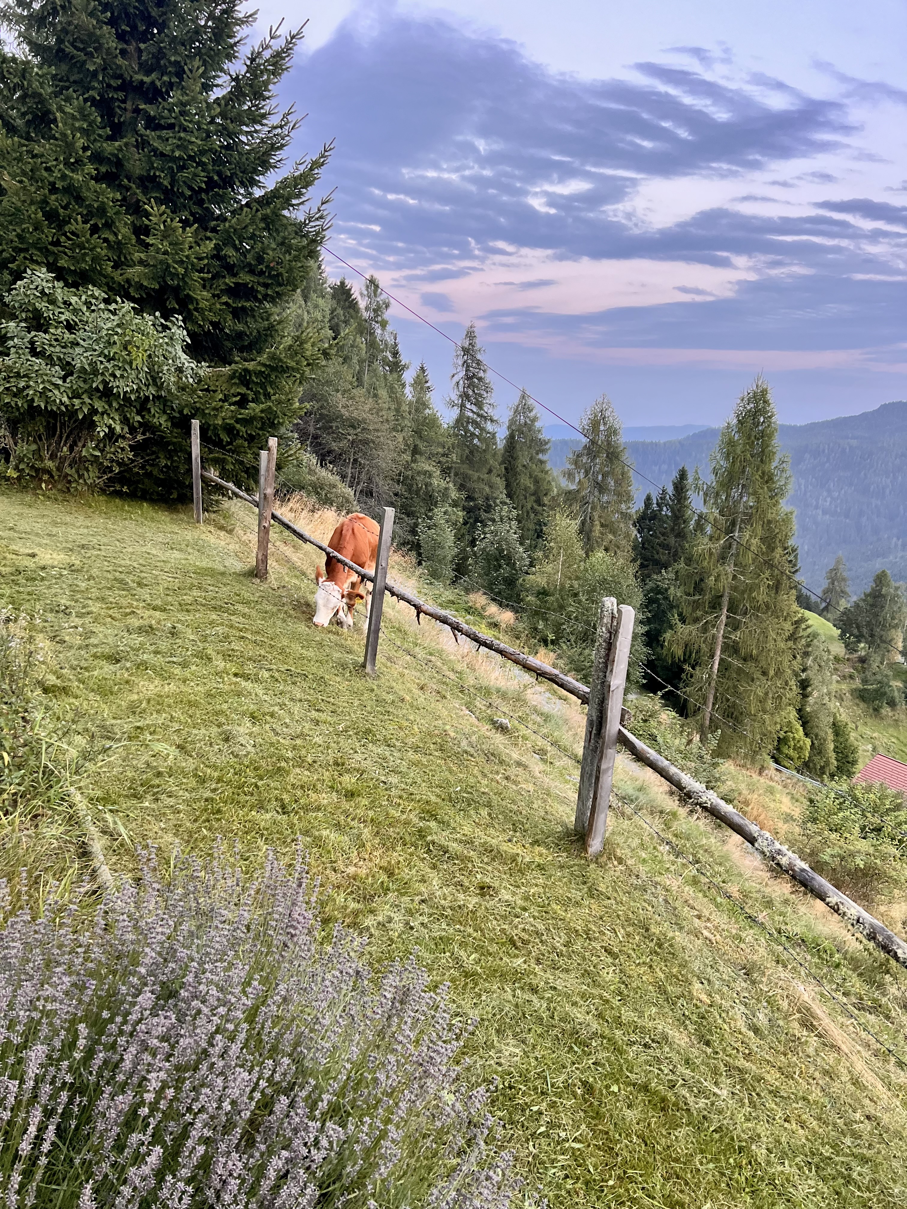 Sonniger Bergweg an der alm44 mit Aussicht